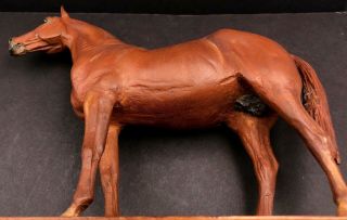 Calvin Roy Kinstler Carved Man O ' War Thoroughbred Wooden Horse Carving 10