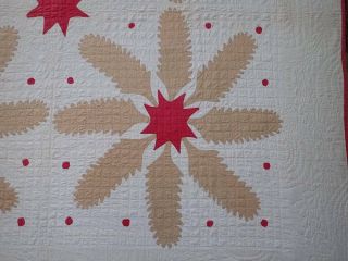 Fabulous Pattern Antique Princess Feather Star Dots Applique Tan & Red QUILT 8