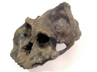 Bone Clones® Australopithecus Aethiopicus Skull - - Life Size Reconstruction