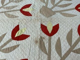 Early Antique Turkey RED Tulips QUILT border Applique 8
