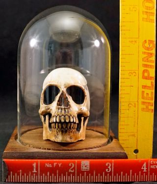 Antique Japanese Carved Antler Human Skull Macabre Large Okimono w/ Dome READ 10