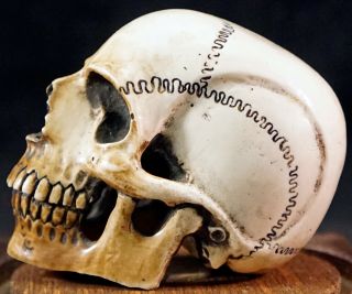 Antique Japanese Carved Antler Human Skull Macabre Large Okimono w/ Dome READ 3