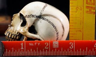 Antique Japanese Carved Antler Human Skull Macabre Large Okimono w/ Dome READ 8