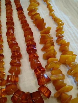 A group of Victoria vintage egg yolk amber pendants/necklace 391grams 10