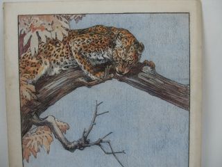 KAY NIXON (1895 - 1988) watercolour & pencil - Indian Leopard in tree 10