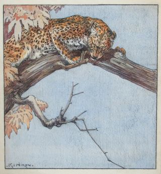 Kay Nixon (1895 - 1988) Watercolour & Pencil - Indian Leopard In Tree