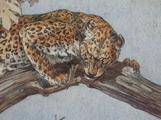 KAY NIXON (1895 - 1988) watercolour & pencil - Indian Leopard in tree 3