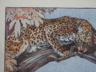 KAY NIXON (1895 - 1988) watercolour & pencil - Indian Leopard in tree 4