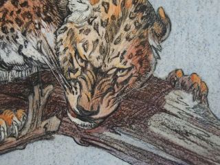 KAY NIXON (1895 - 1988) watercolour & pencil - Indian Leopard in tree 7