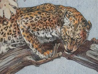 KAY NIXON (1895 - 1988) watercolour & pencil - Indian Leopard in tree 8