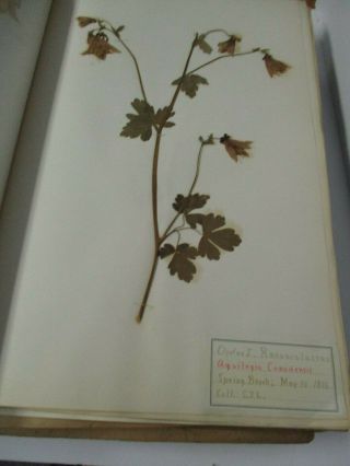 1885 - 1886 Herbarium 25 Folders With 117 Western York Plant Specimens