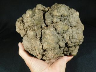 A HUGE Fossil DINOSAUR COPROLITE or Dino CRAP From Jurassic Utah 5677gr e 12