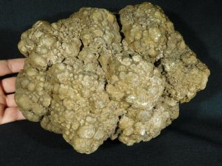 A HUGE Fossil DINOSAUR COPROLITE or Dino CRAP From Jurassic Utah 5677gr e 5