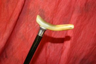 Antique Horn Handled Cane W/sterling Silver Collar,  Strong Shaft & Tip