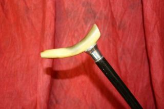 Antique Horn Handled Cane W/Sterling Silver Collar,  Strong Shaft & Tip 2