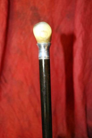 Antique Horn Handled Cane W/Sterling Silver Collar,  Strong Shaft & Tip 6