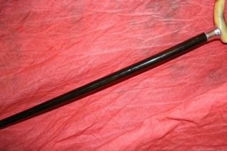 Antique Horn Handled Cane W/Sterling Silver Collar,  Strong Shaft & Tip 7