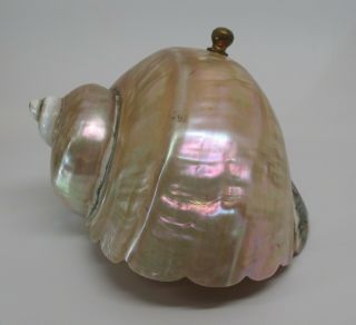 Stunning Antique Art Nouveau Deco Nautilus Pearlescent Sea Shell Lamp Shade