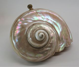 Stunning Antique Art Nouveau Deco Nautilus Pearlescent Sea Shell Lamp Shade 2