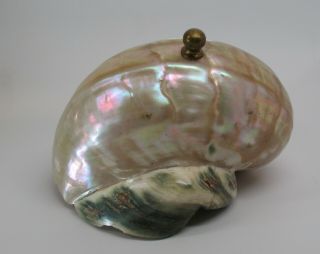 Stunning Antique Art Nouveau Deco Nautilus Pearlescent Sea Shell Lamp Shade 6