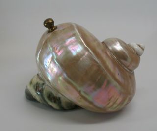 Stunning Antique Art Nouveau Deco Nautilus Pearlescent Sea Shell Lamp Shade 7