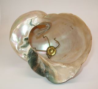 Stunning Antique Art Nouveau Deco Nautilus Pearlescent Sea Shell Lamp Shade 8