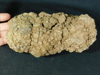 A BIG Fossil DINOSAUR COPROLITE or Dino CRAP From Jurassic Utah 2202gr e 4