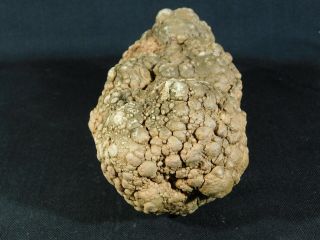 A BIG Fossil DINOSAUR COPROLITE or Dino CRAP From Jurassic Utah 2202gr e 6