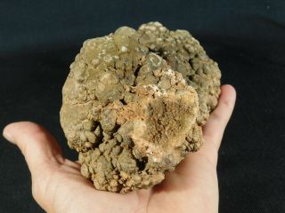 A BIG Fossil DINOSAUR COPROLITE or Dino CRAP From Jurassic Utah 2202gr e 8