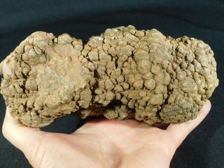 A BIG Fossil DINOSAUR COPROLITE or Dino CRAP From Jurassic Utah 2202gr e 9