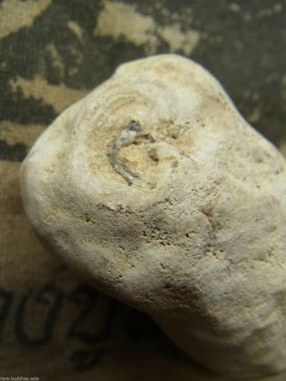 Phra L P Thuad Wat Chang Hai,  shell Fossil,  Cave (Hoikae) Thai Buddha yr 2506 7