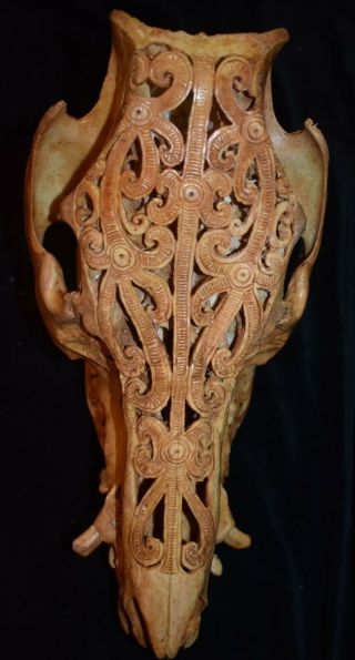 Orig $399 Massive Dayak Shamans Carved Boar Skull 1900s 16 " Prov
