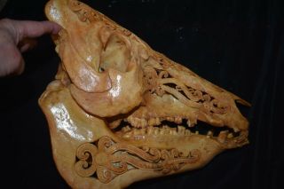 ORIG $399 MASSIVE DAYAK SHAMANS CARVED BOAR SKULL 1900S 16 