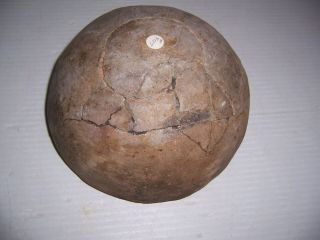 Pre - Columbian Mimbres Black on White Fish Pottery Bowl Artifact 7 3/8 