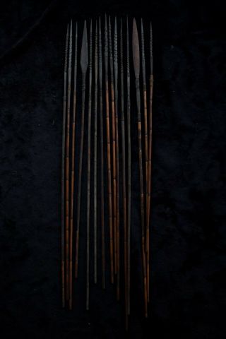 Group of Fifteen Hunting Arrows - Highlands Papua Guinea 1970 ' s 2