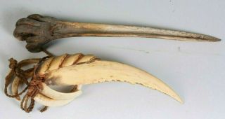 OLD Guinea Cassowary Bone Dagger & Boar Tusk Prestige Necklace 4