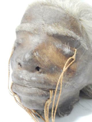 Museum Quality Looks Real Shrunken Head Tsantsa Jivaro Oddity Sideshow Taxidermy