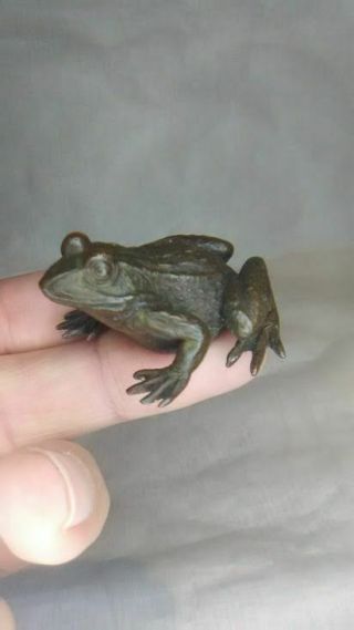 Japanese Meiji Bronze frog Okimono 6