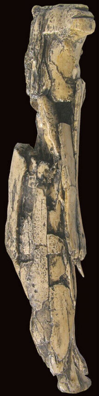 Lion Man / Löwenmensch Paleolithic figurine - cast of resin 3