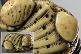 Japanese Antique Antler Netsuke Avalon With Shells Edo Era Ojime Kimono Inro