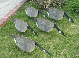5 Johnson ' s Folding Cardboard/Wax Stake - Out Folding Eating Goose Decoys w/Frames 10