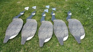 5 Johnson ' s Folding Cardboard/Wax Stake - Out Folding Eating Goose Decoys w/Frames 2