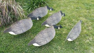 5 Johnson ' s Folding Cardboard/Wax Stake - Out Folding Eating Goose Decoys w/Frames 9