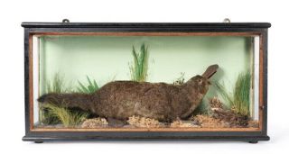 Ultra Rare Victorian Antique Taxidermy Platypus Case English Countryside Decor