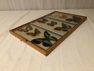 Vintage Framed 9 Real African Butterflies Mounted Entomology Display Taxidermy 12
