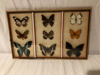 Vintage Framed 9 Real African Butterflies Mounted Entomology Display Taxidermy