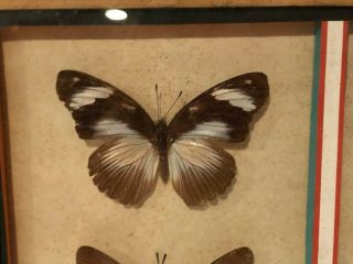 Vintage Framed 9 Real African Butterflies Mounted Entomology Display Taxidermy 2