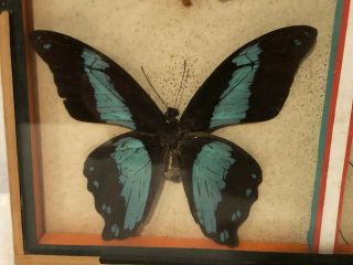 Vintage Framed 9 Real African Butterflies Mounted Entomology Display Taxidermy 4