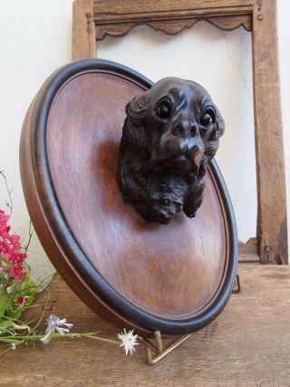 Black forest Dog King Charles Spaniel Mahogany 12  Wood Carved 4