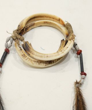 Papua Guinea Asmat Boars Tusks Cassawory Feather Beaded Bracelet 2